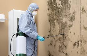 Trusted West Reading, PA Mold Removal Experts